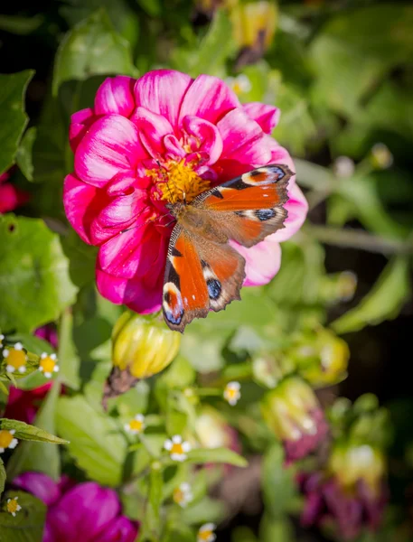 European Peacock butterfly. — Stock Photo, Image