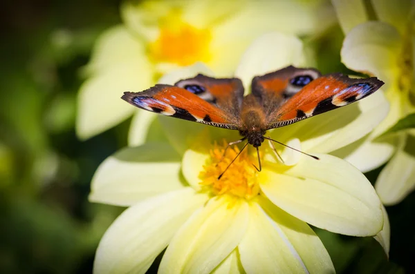 European Peacock butterfly. — Stock Photo, Image