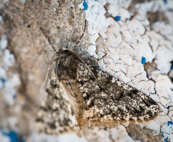 Moth resting on wall. — Stock Photo, Image