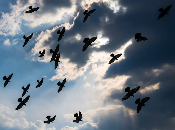 Pigeons contre ciel . — Photo