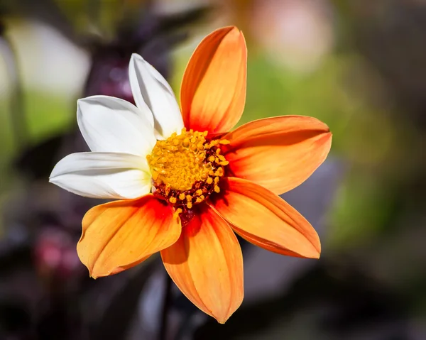 Blume mit Mutation. — Stockfoto