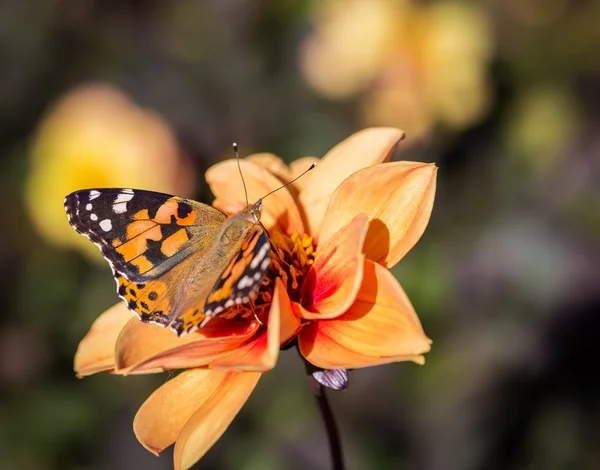 Mariposa alimentándose de la flor . Imagen De Stock