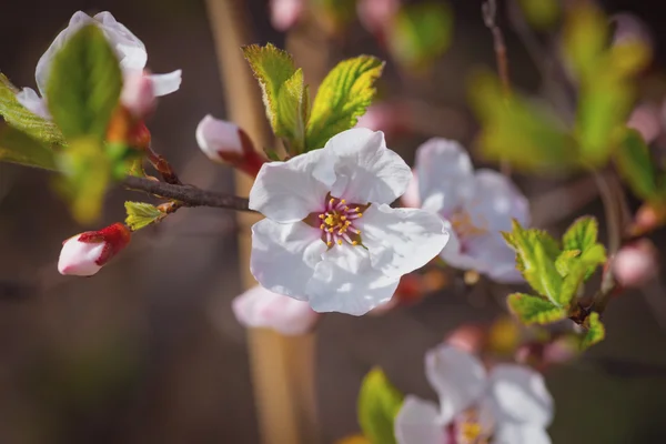 Flores de cerezo. — Foto de Stock