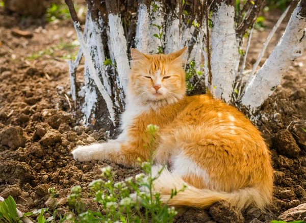 Gato callejero . — Foto de Stock