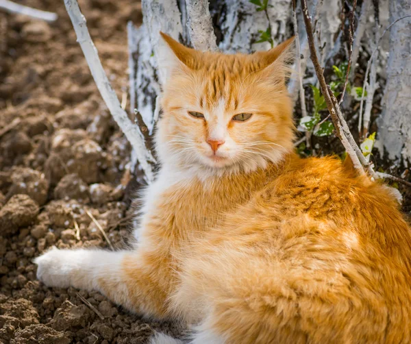 Streunende Katze. — Stockfoto