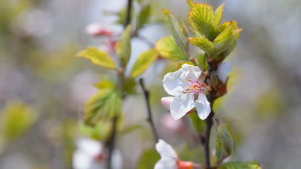 Cherry flowers. — Stock Video