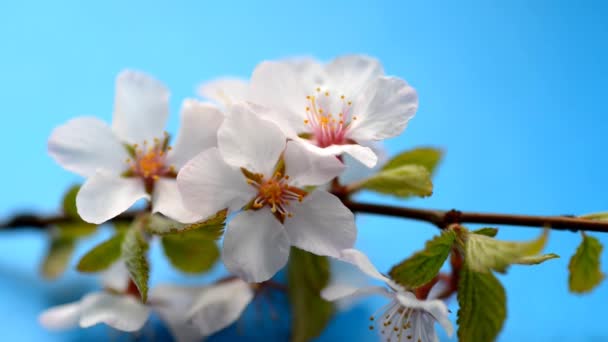 Flores de flor de cerezo . — Vídeo de stock