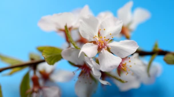 Cherry blossom flowers. — Stock Video