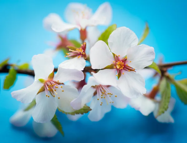 Flores de cerezo. — Foto de Stock