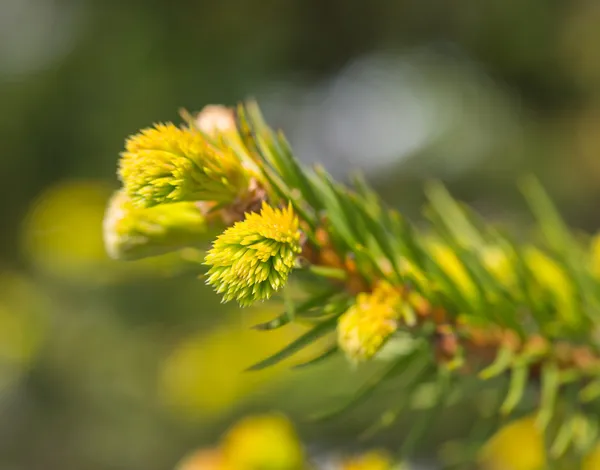 Pine cone and branches. — Stock Photo, Image