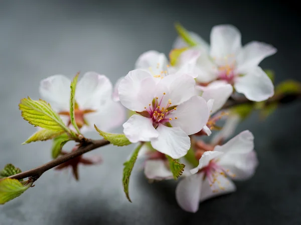 Flores de cerezo. —  Fotos de Stock