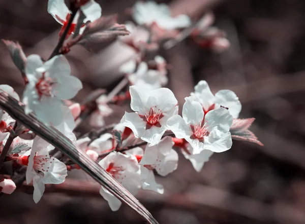 Flowers of the cherry blossoms. — Stock Photo, Image