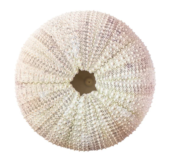 Sea urchin shell. — Stock Photo, Image