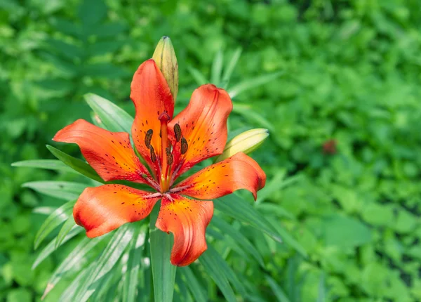 Orange flower. — Stock Photo, Image