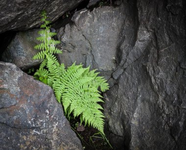 Eğreltiotu Yaprağı.
