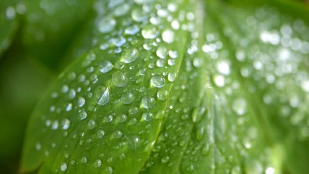 Grass with water drops. — Stock Video