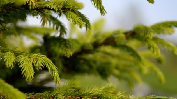 Nadelbaum mit Wassertropfen. — Stockvideo