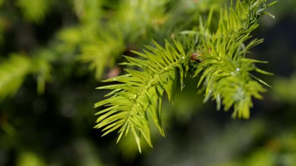 Conifer with water drops. — Stock Video