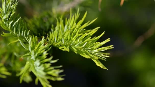 Conifer with water drops. — Stock Video