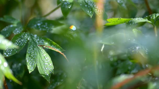 Grass with water drops. — Stock Video
