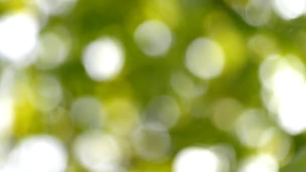Bokeh naturel .