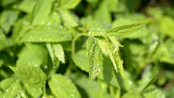 Hierba con gotas de agua. — Vídeos de Stock