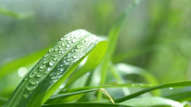 Gras met waterdruppels. — Stockvideo