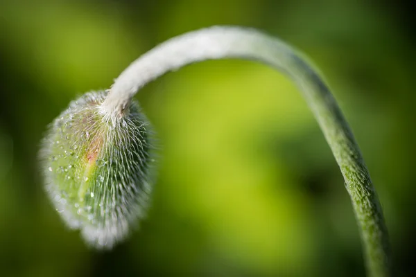 在雨后的花园里. — 图库照片