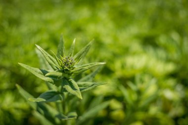 güzel yeşil bitki.