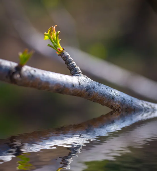 Green bud reflected in water. — Stock Photo, Image