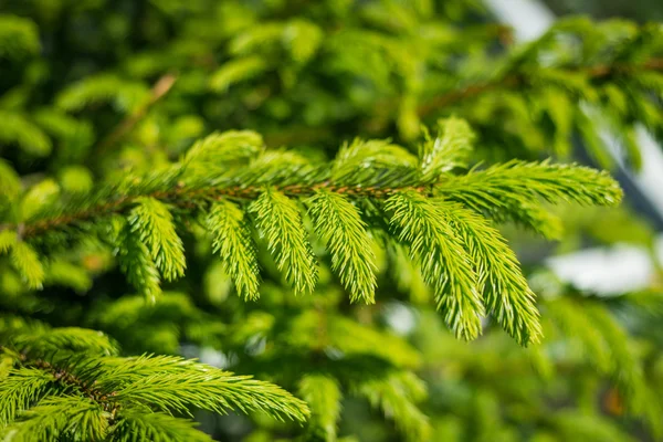 Pine branches. — Stock Photo, Image