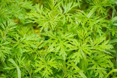 güzel yeşil bitkiler.