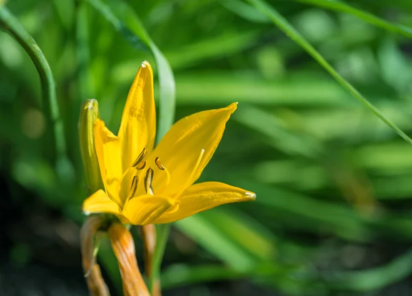 Fiore giallo . — Foto Stock