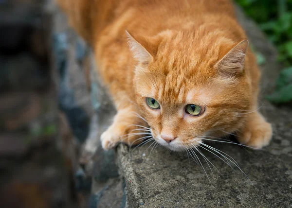 Gato rojo . — Foto de Stock