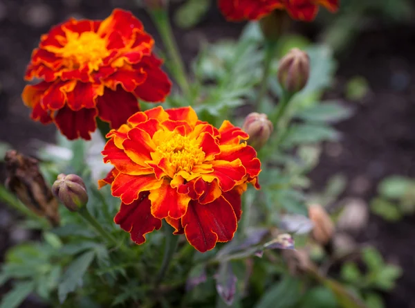 Detailní Foto oranžové květiny. — Stock fotografie