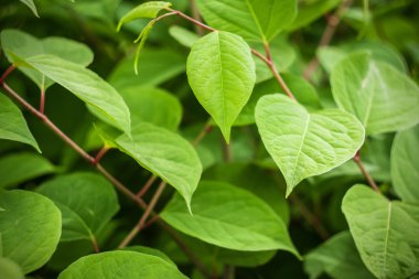 yabani bitki örtüsü.