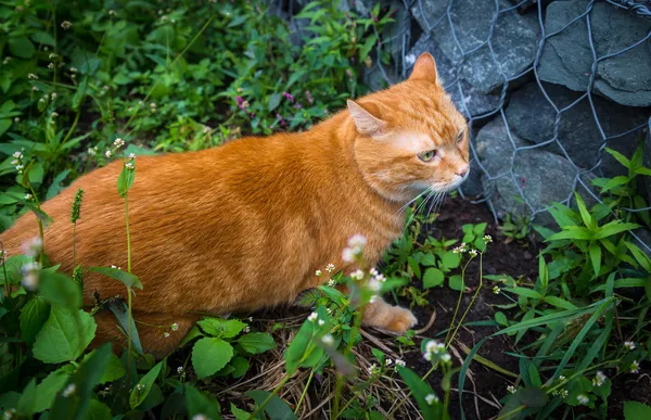 Gato rojo . — Foto de Stock