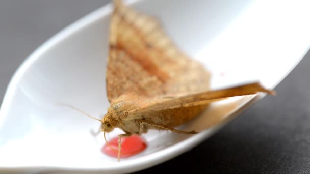 Xarope de alimentação de mariposa . — Vídeo de Stock