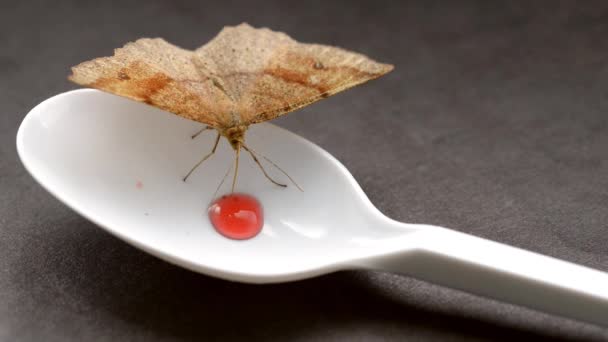 Xarope de alimentação de mariposa . — Vídeo de Stock