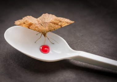 güve şurubu kaşık besleme.