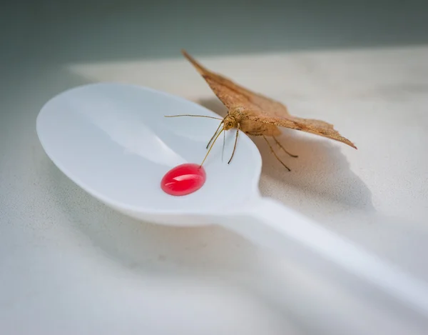 Moth feeding syrup from spoon. — Stock Photo, Image