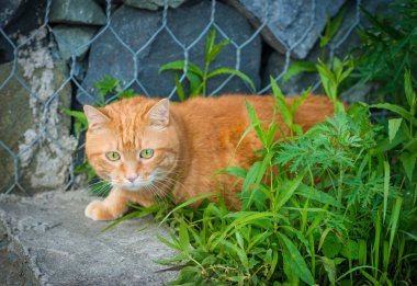 çimlerde gizlice kedi.