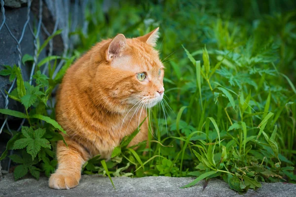 猫偷偷地穿过草地. — 图库照片