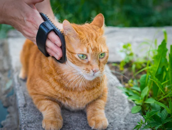 Woman combing a cat. — Stock Photo, Image