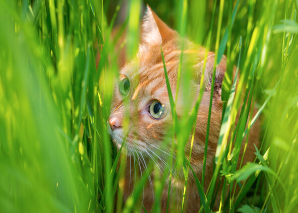 Cat sneaking through the grass.