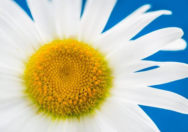 Chamomile close-up. — Stock Photo, Image