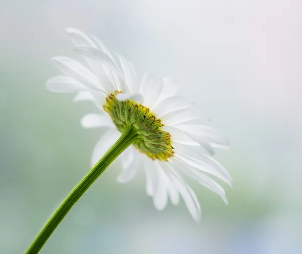 Chamomile close-up view. — Stock Photo, Image