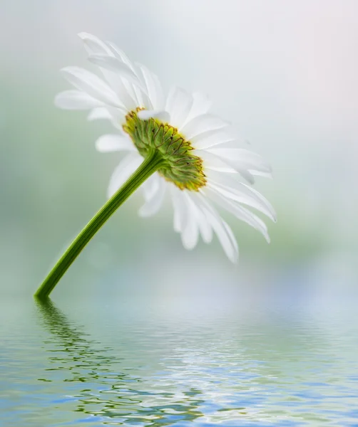 花の水の表面に反映. — ストック写真