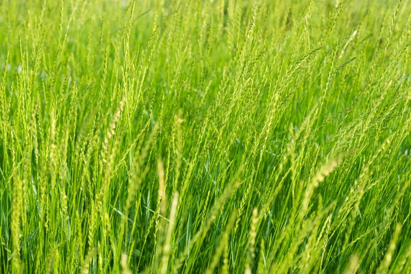 Groene grasachtergrond. — Stockfoto