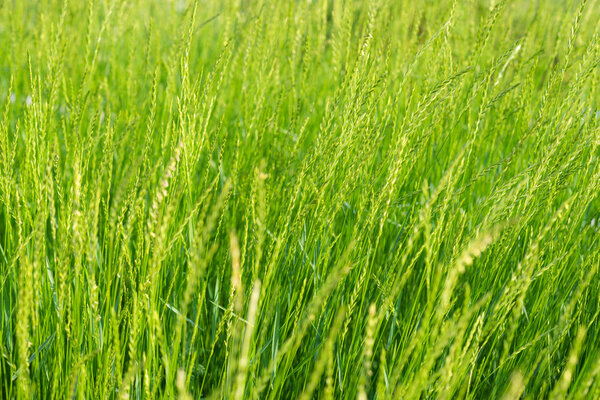 Green grass background.